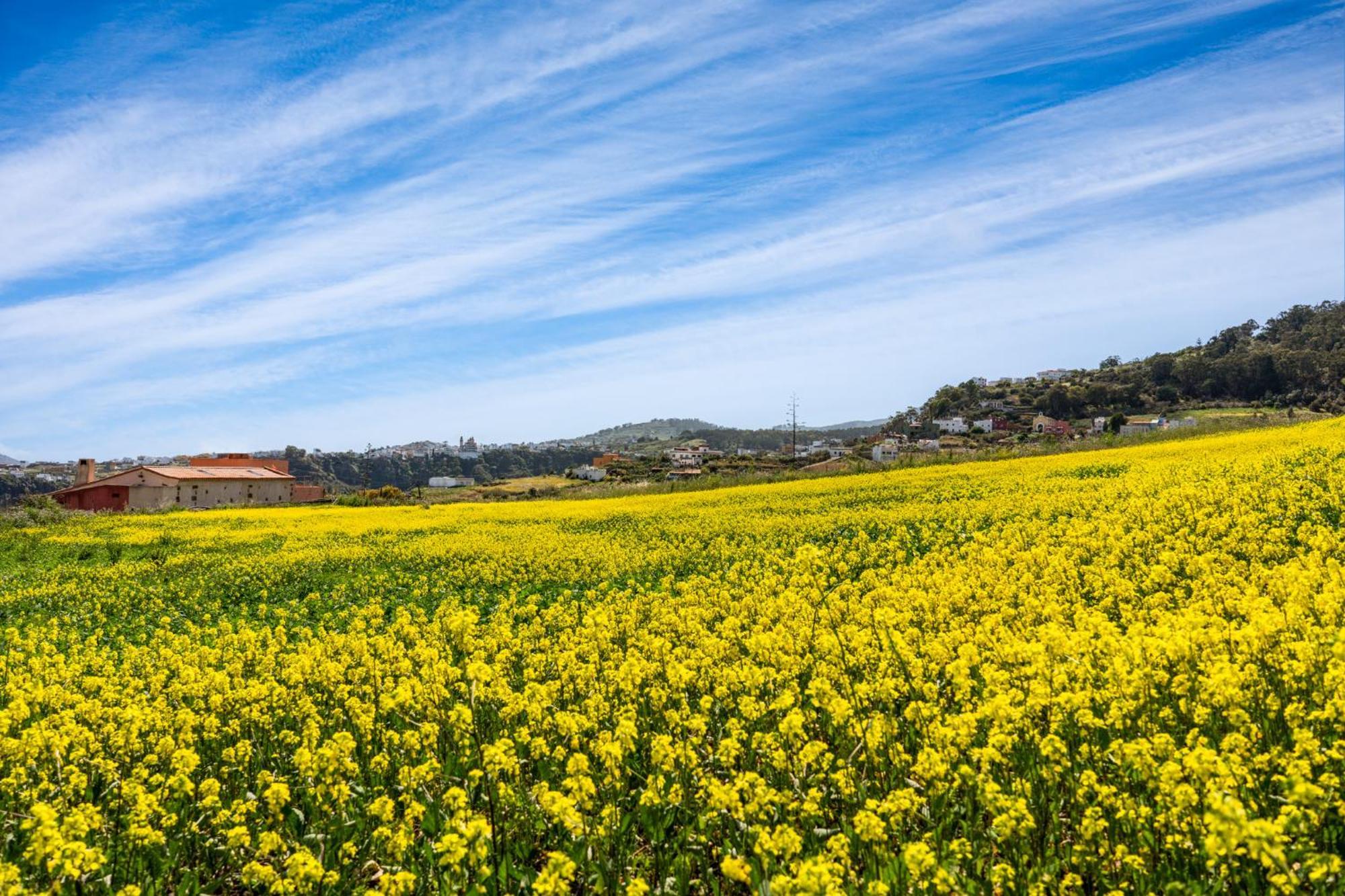 Dejablue. Villa Rural Junto Al Mar Y La Montana Santa Maria de Guia de Gran Canaria Eksteriør bilde